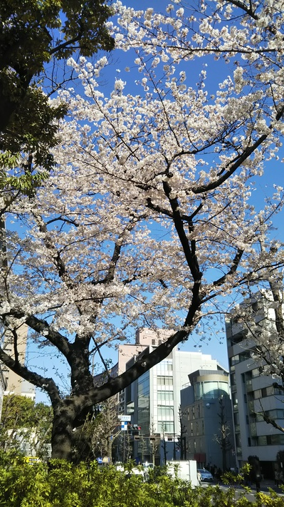 桜開花１４日