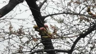 桜の木20190322_4516.JPG