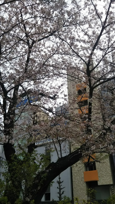東京の桜_4597.JPG