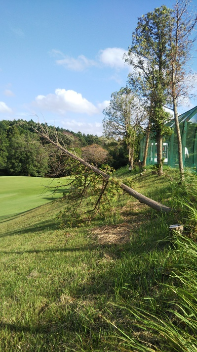 台風の後のゴルフ場の倒木