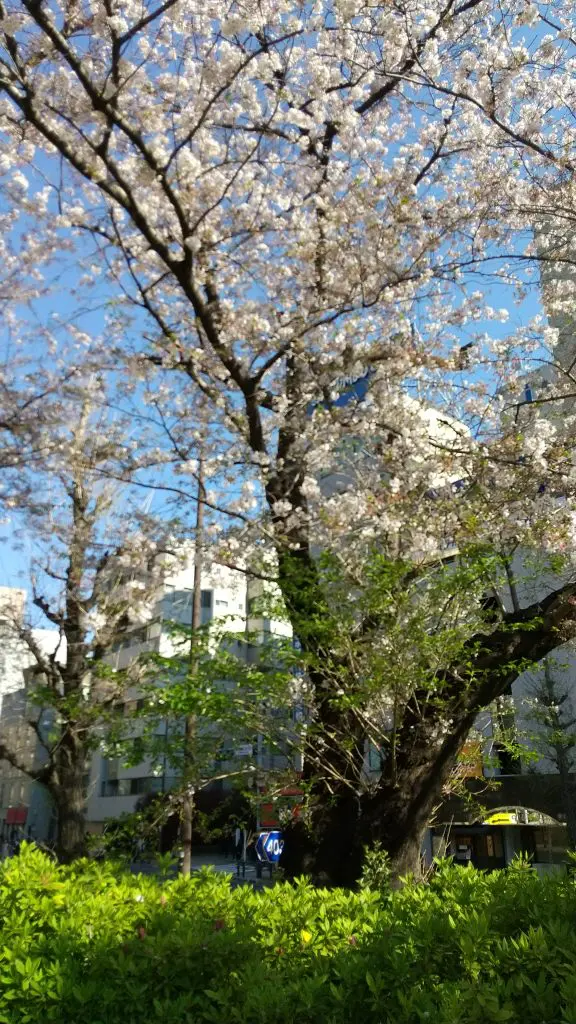 桜満開から９日後