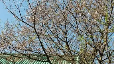東京の葉桜