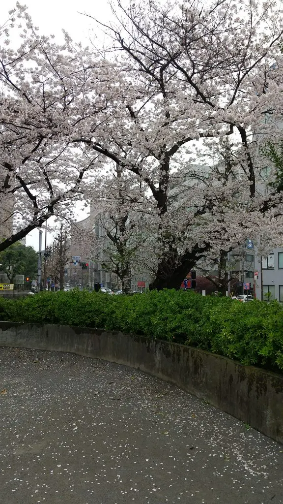 桜満開４日後