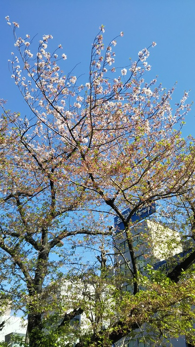 最後の桜の花4652.JPG