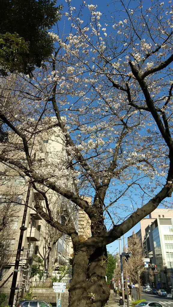 桜満開近づく